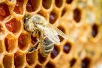 Biškopji ciemojas iestādē akcijas “Eiropas medus brokastis” ietvaros